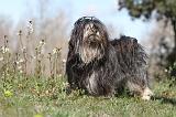 LHASSA APSO 044